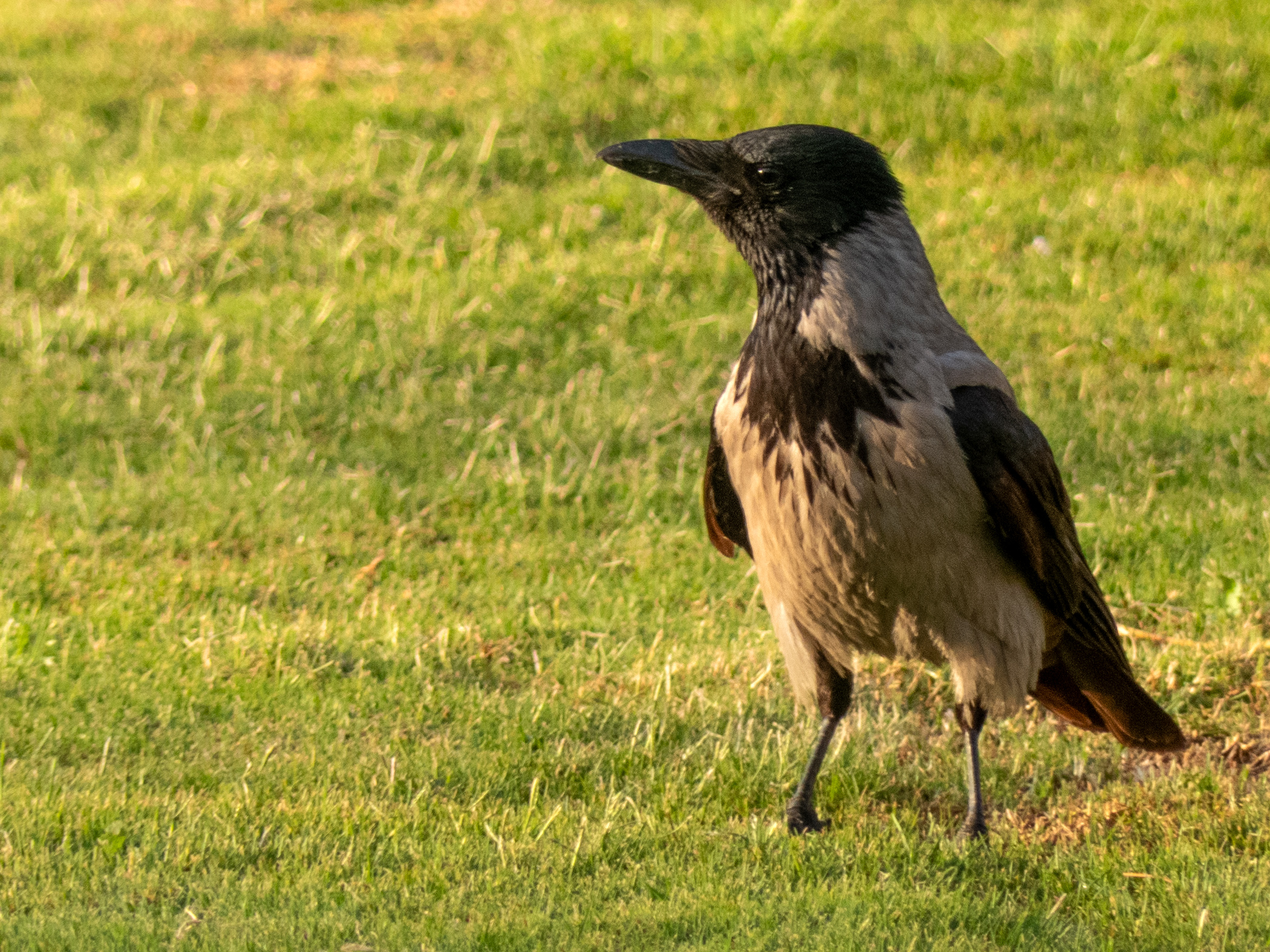 hooded crow