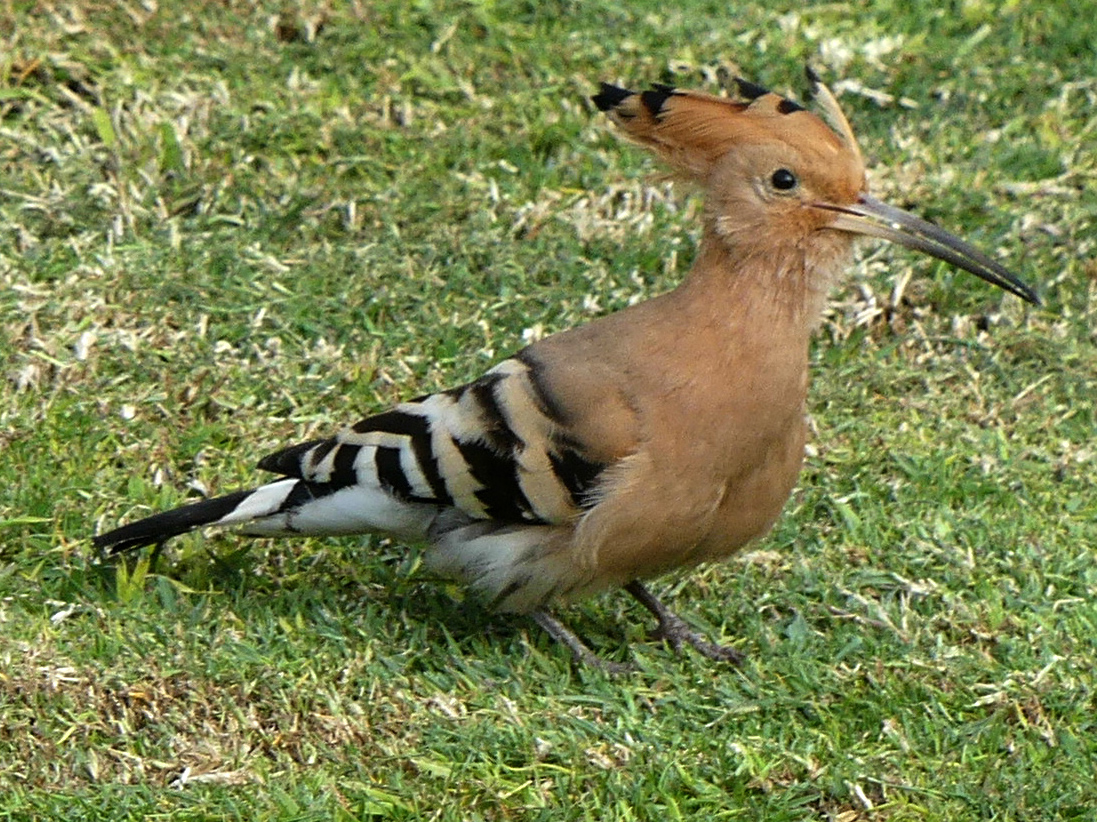 hoopoe