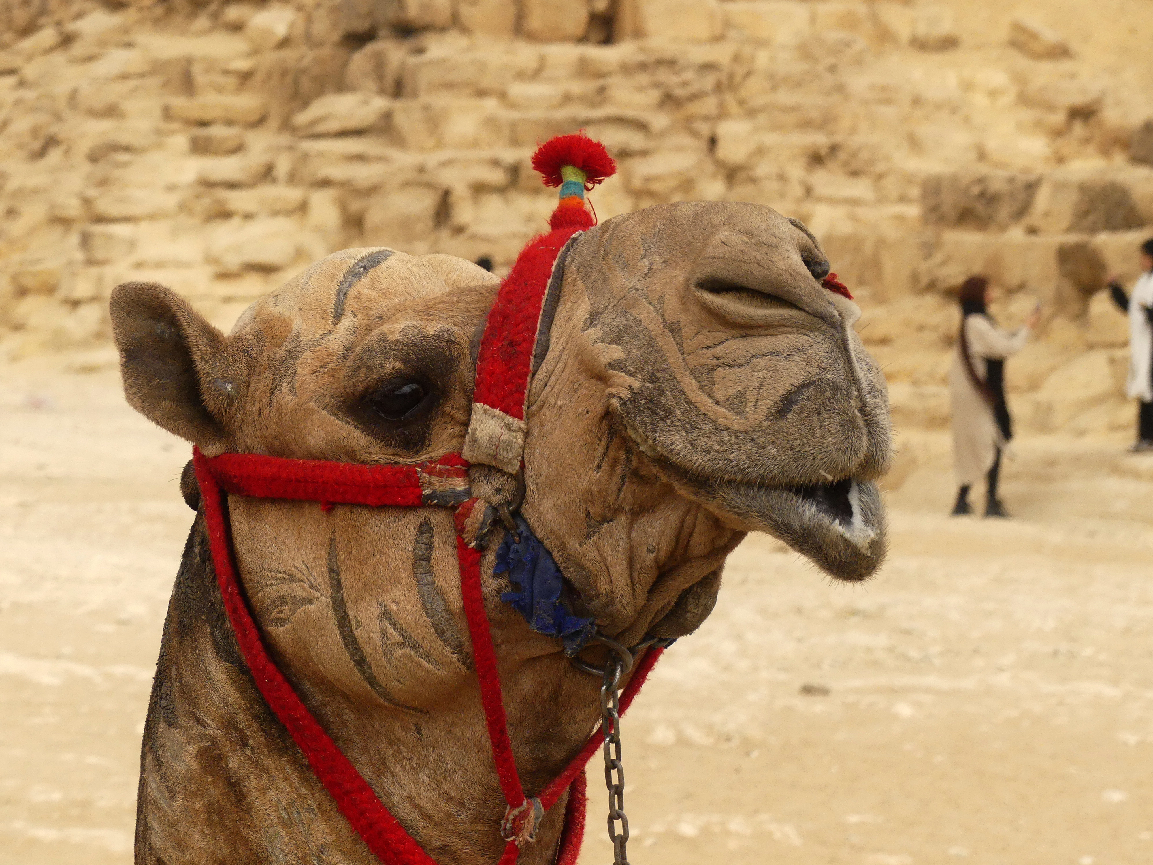 camel face