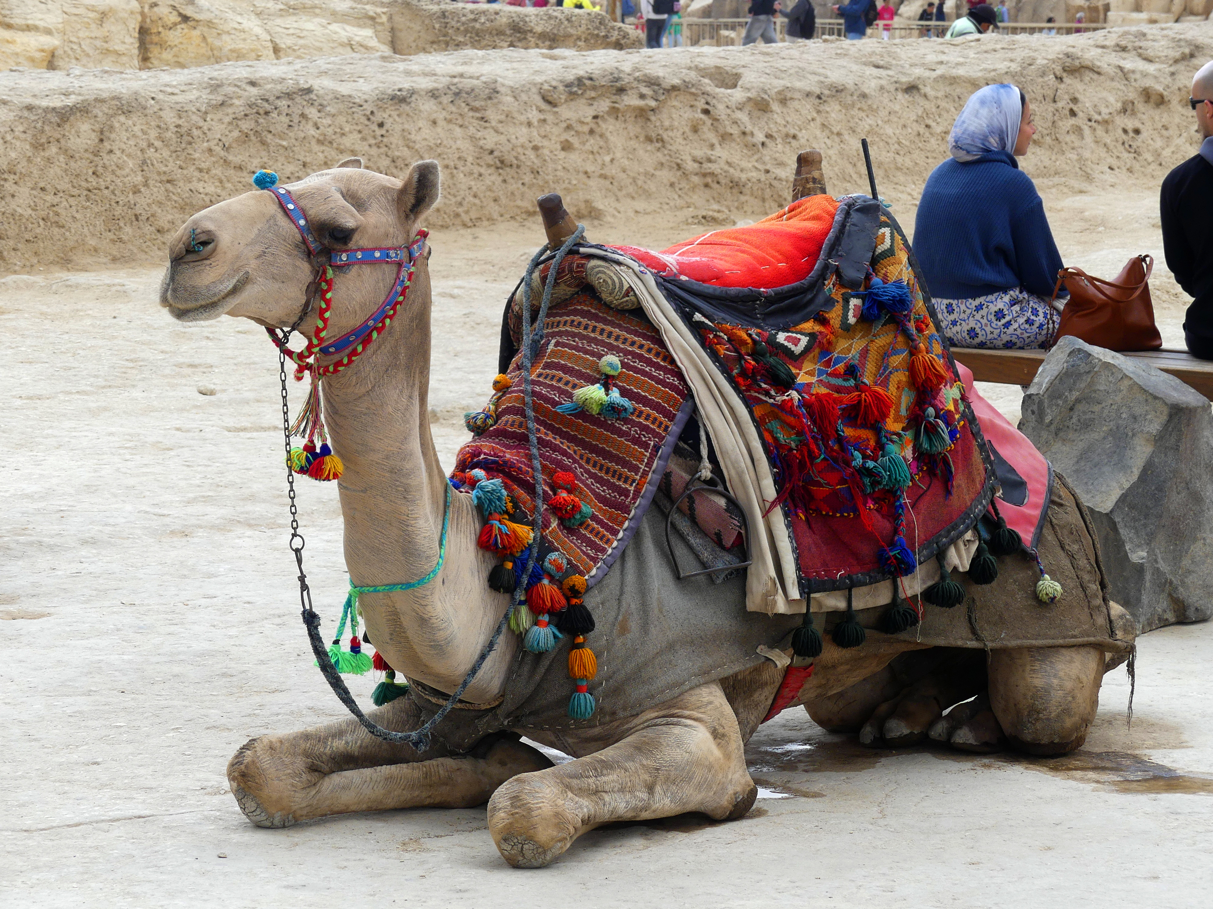 camel
