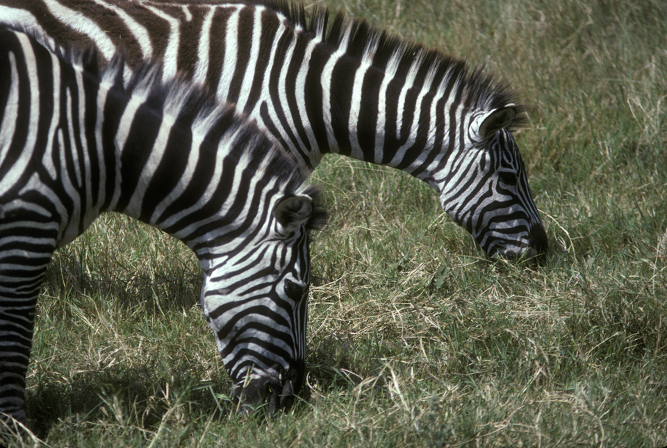 Zebra Grazing