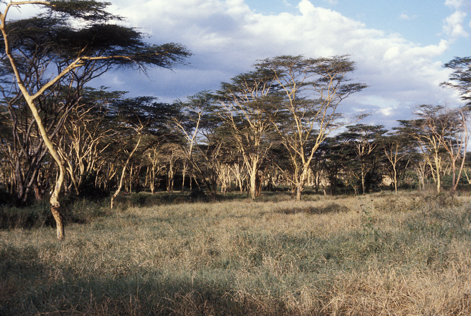 Acacia Trees