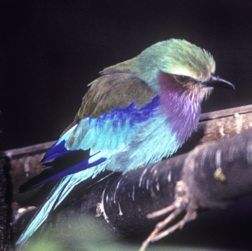 Lilac-breasted Roller