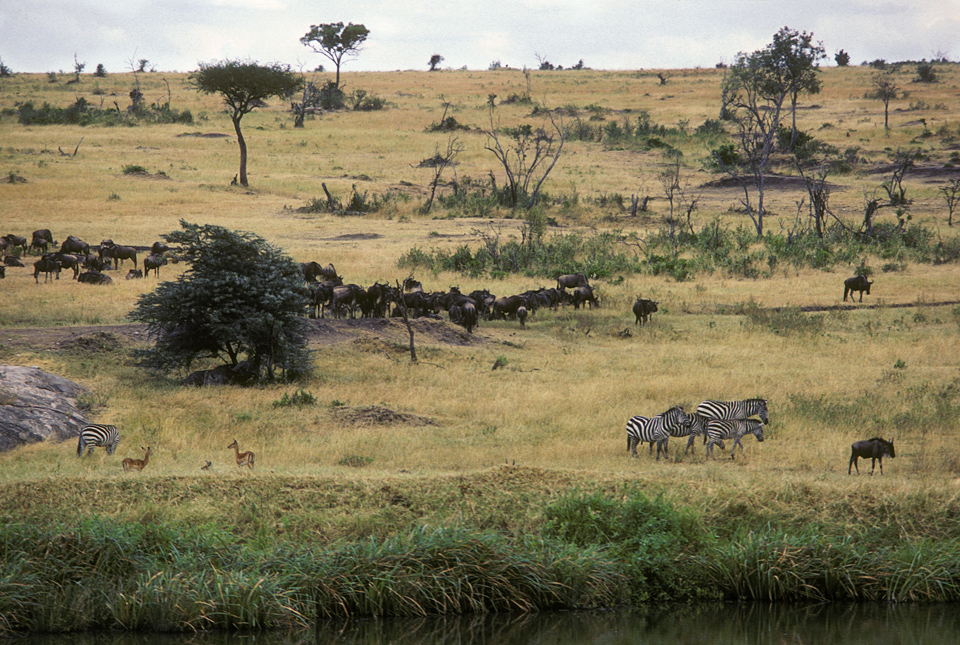 Maasai Mara