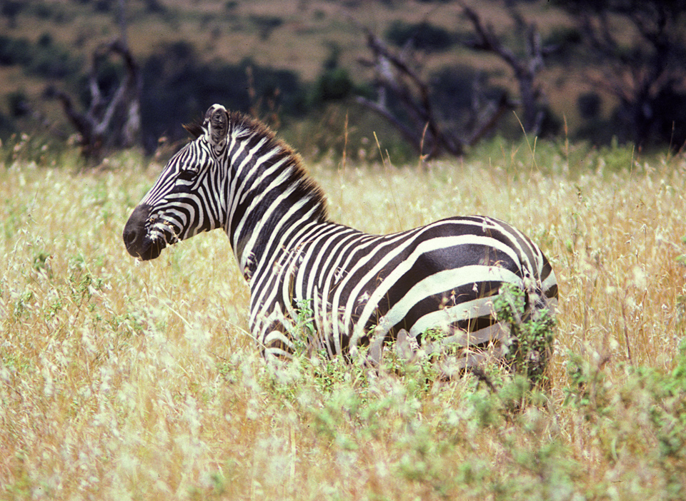 MaasaiMara Zebra