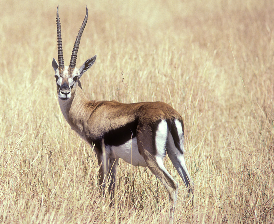 Thompson's Gazelle