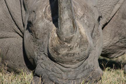rhino headon