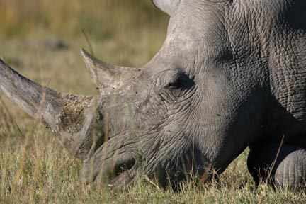 rhino profile