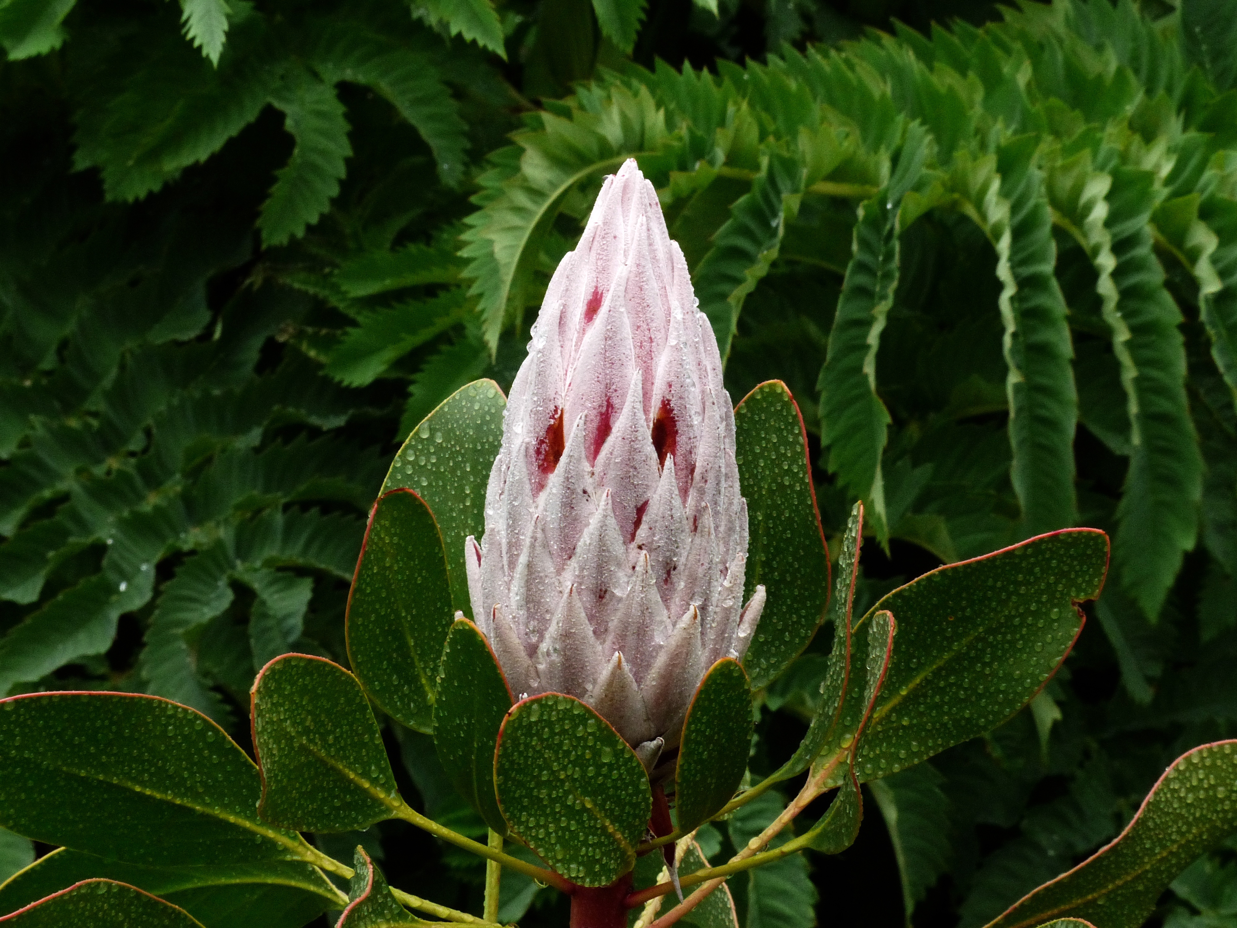 king protea bud