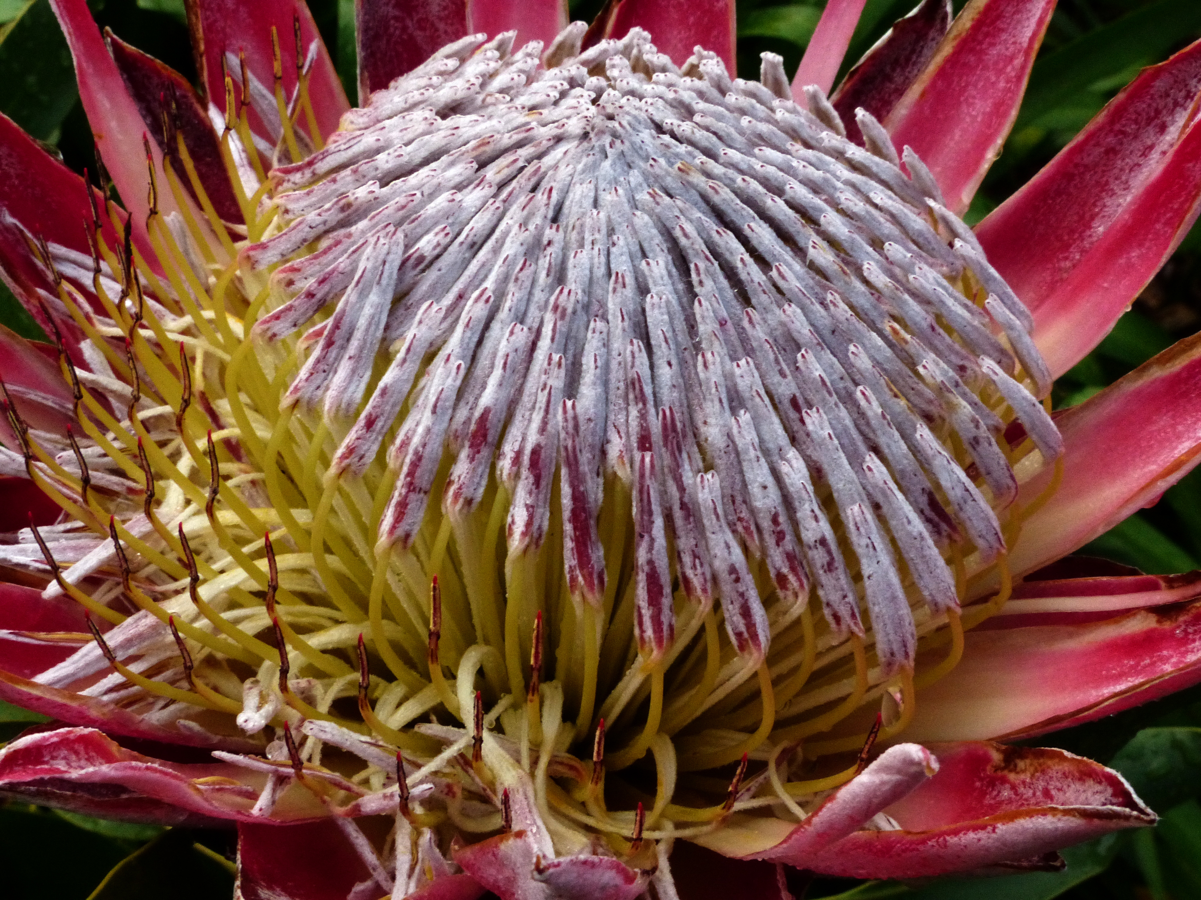 king protea flower