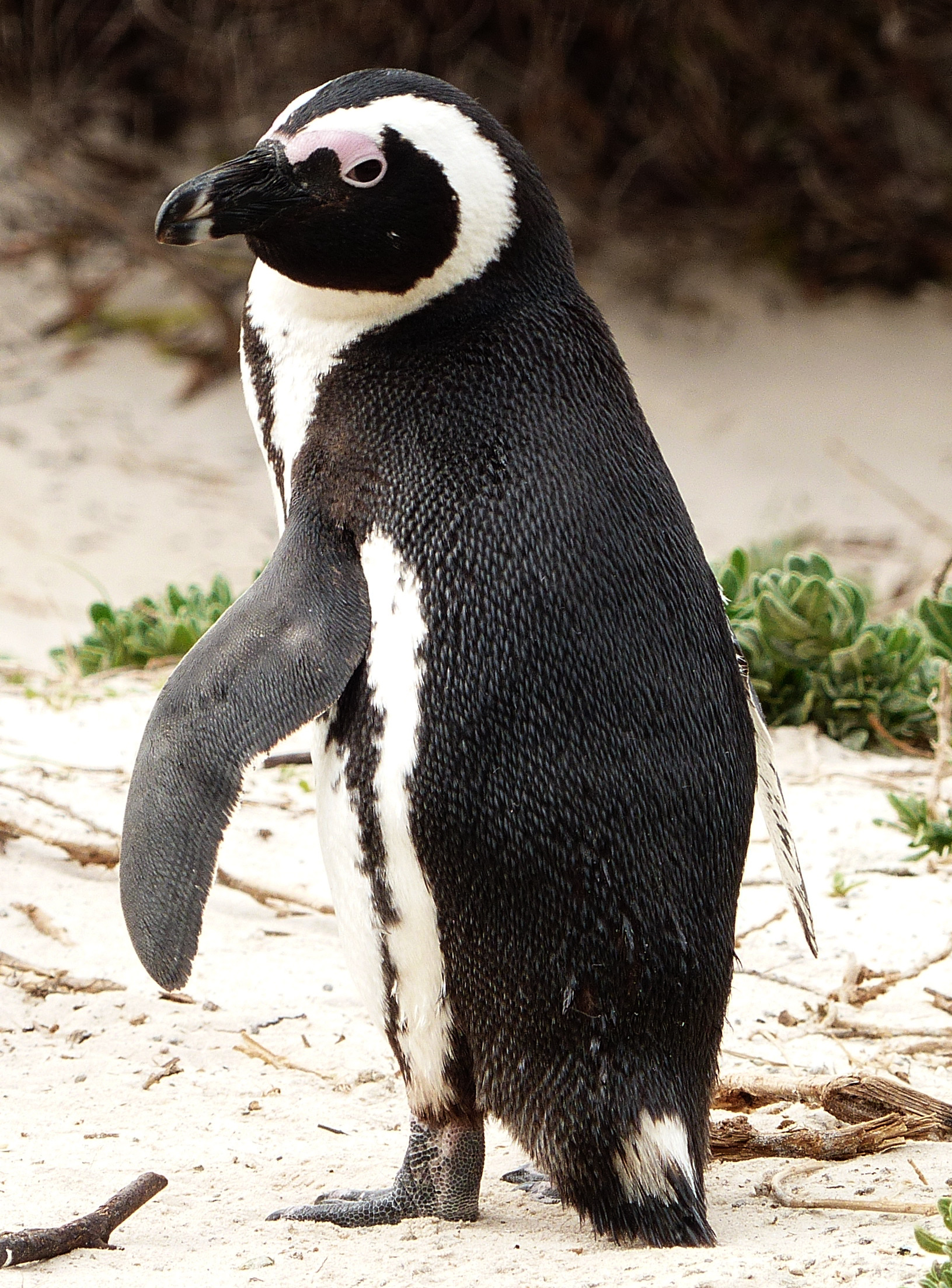 penguin