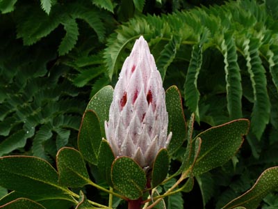 king protea bud