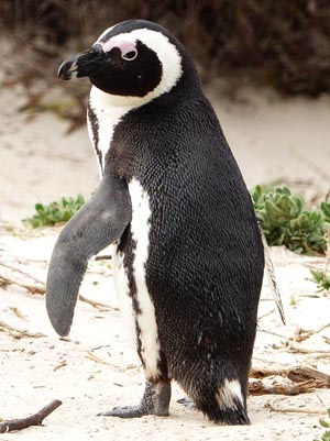 penguin
