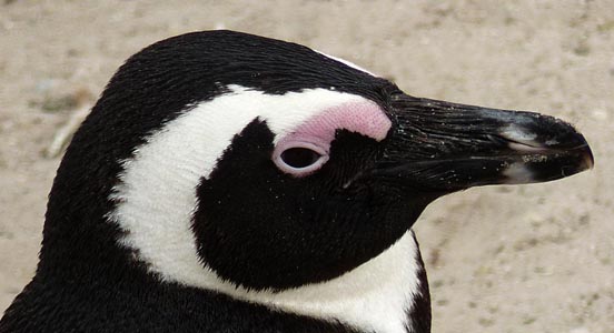 penguin face