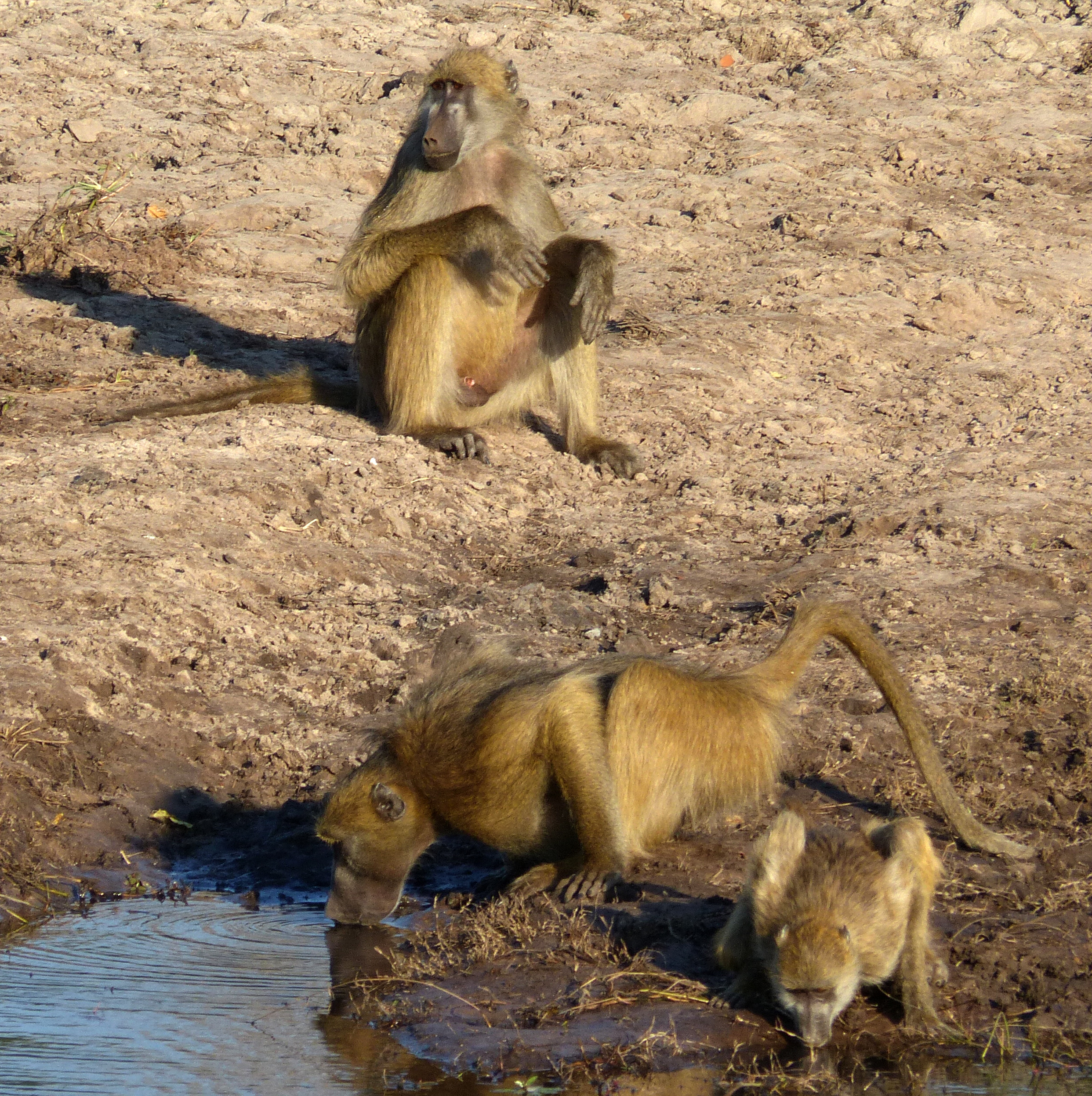 Chacma baboon