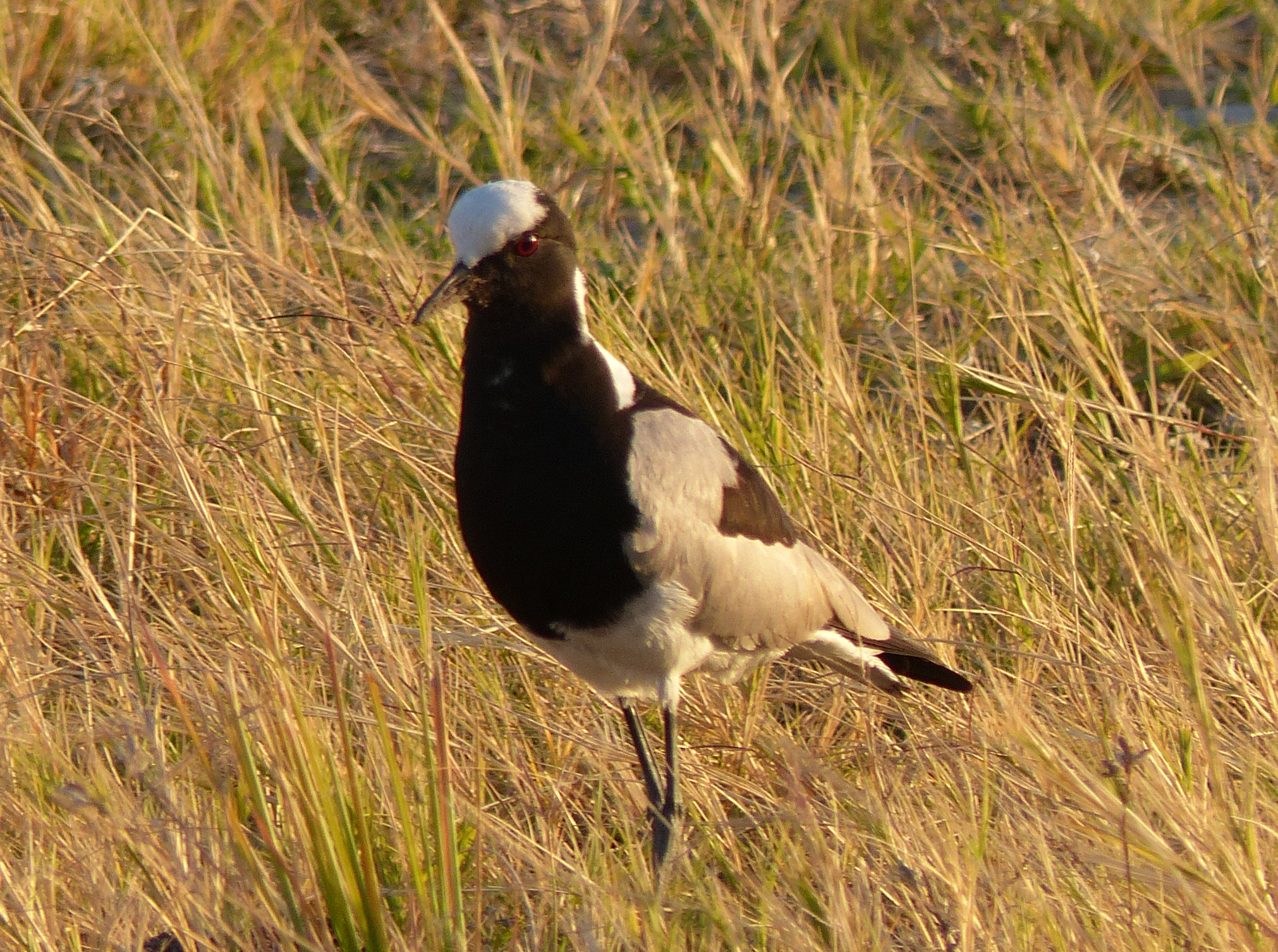 blacksmith plover