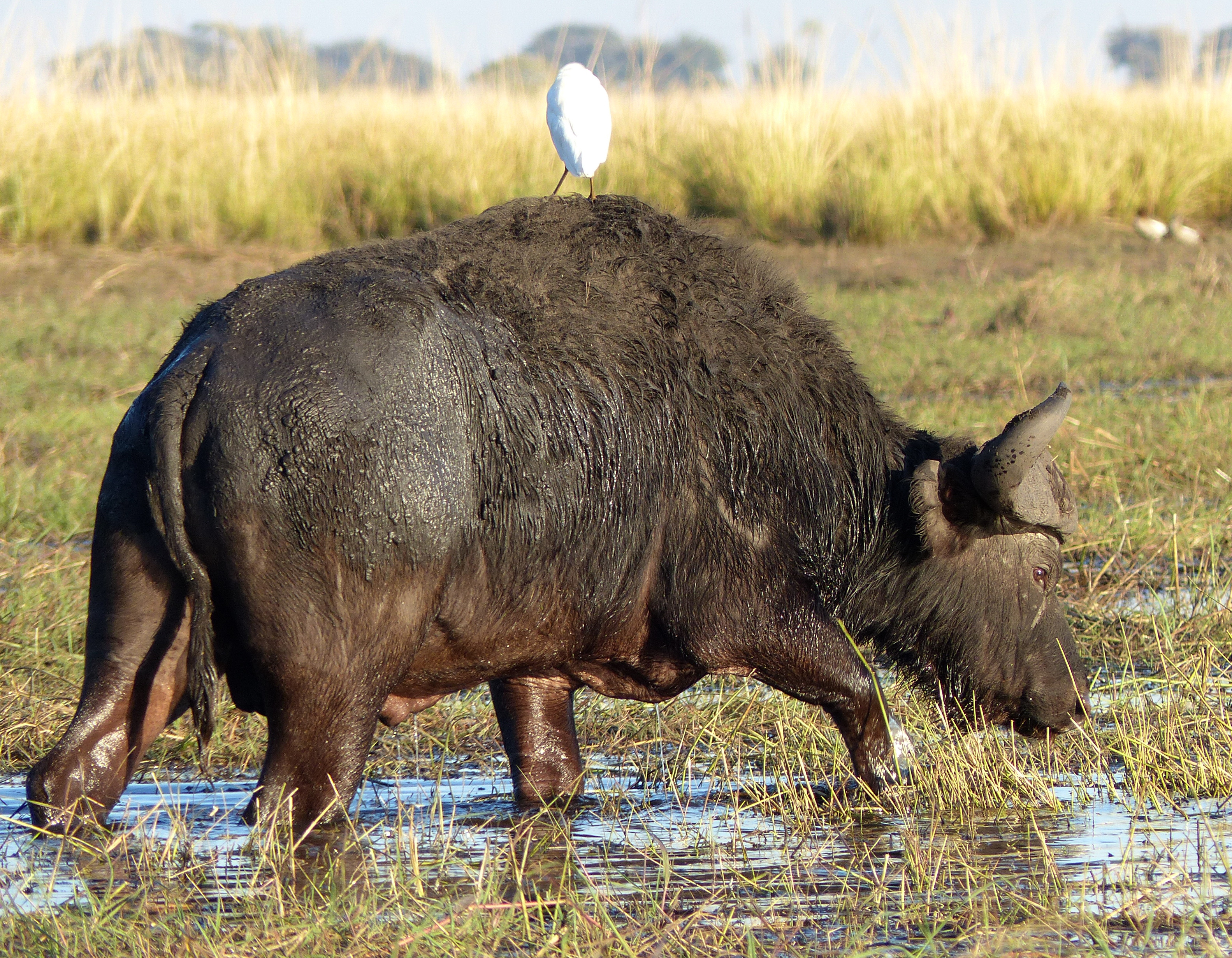 Cape buffalo