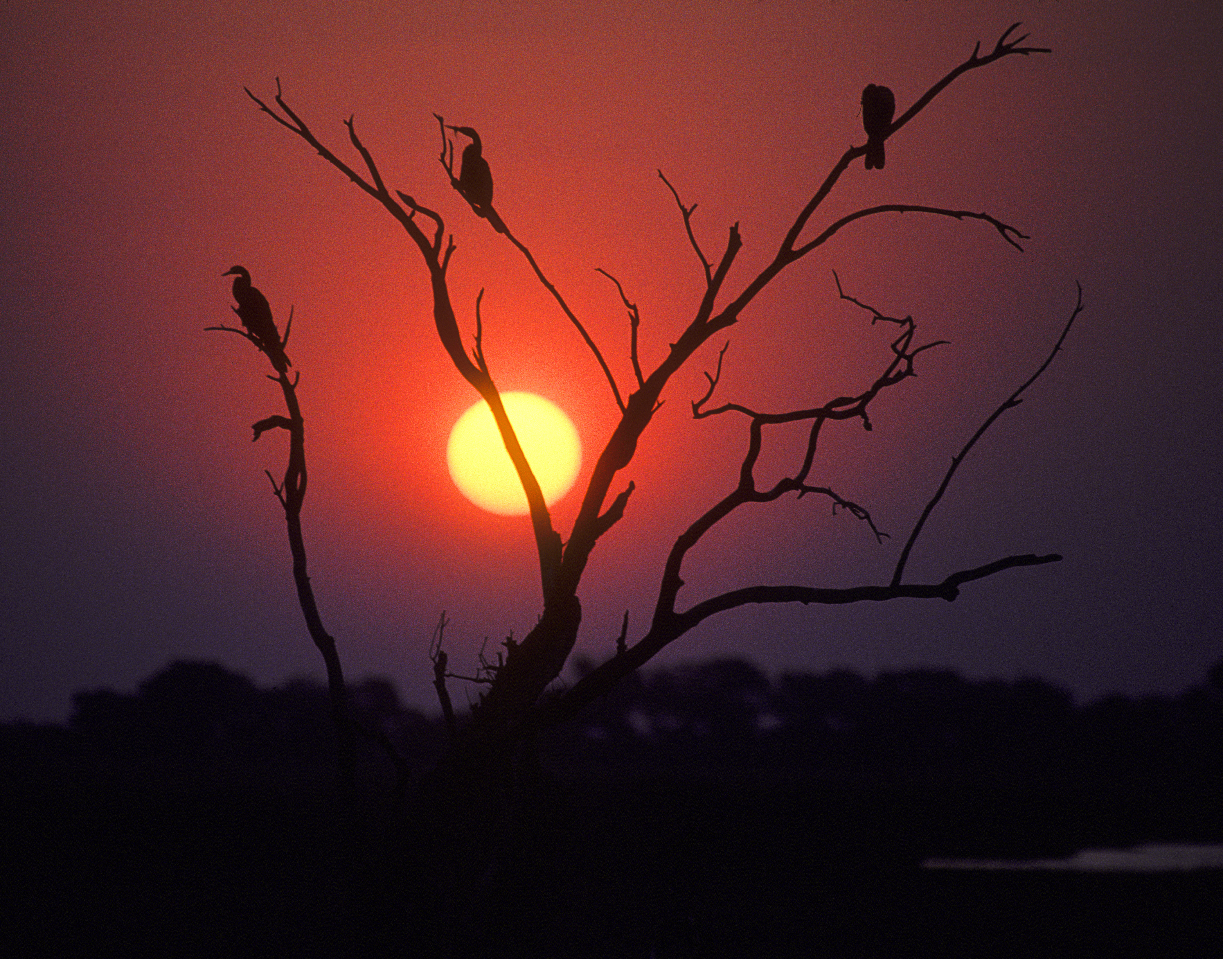Chobe sunset