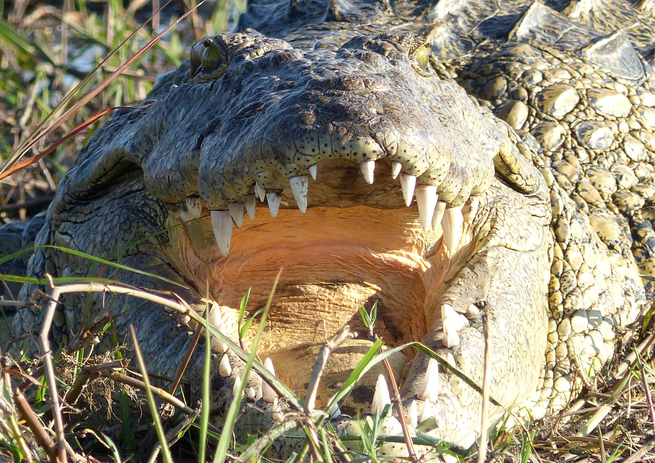 Nile crocodile