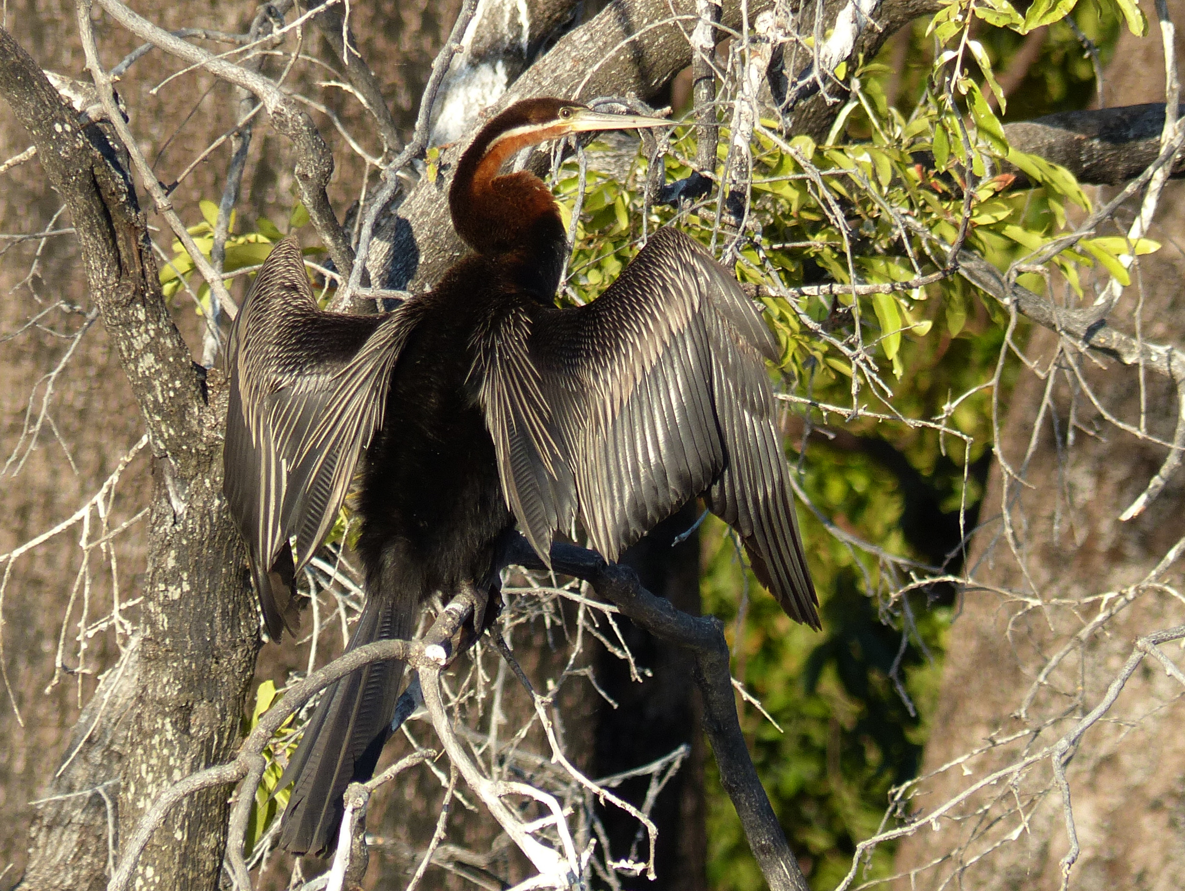 darter
