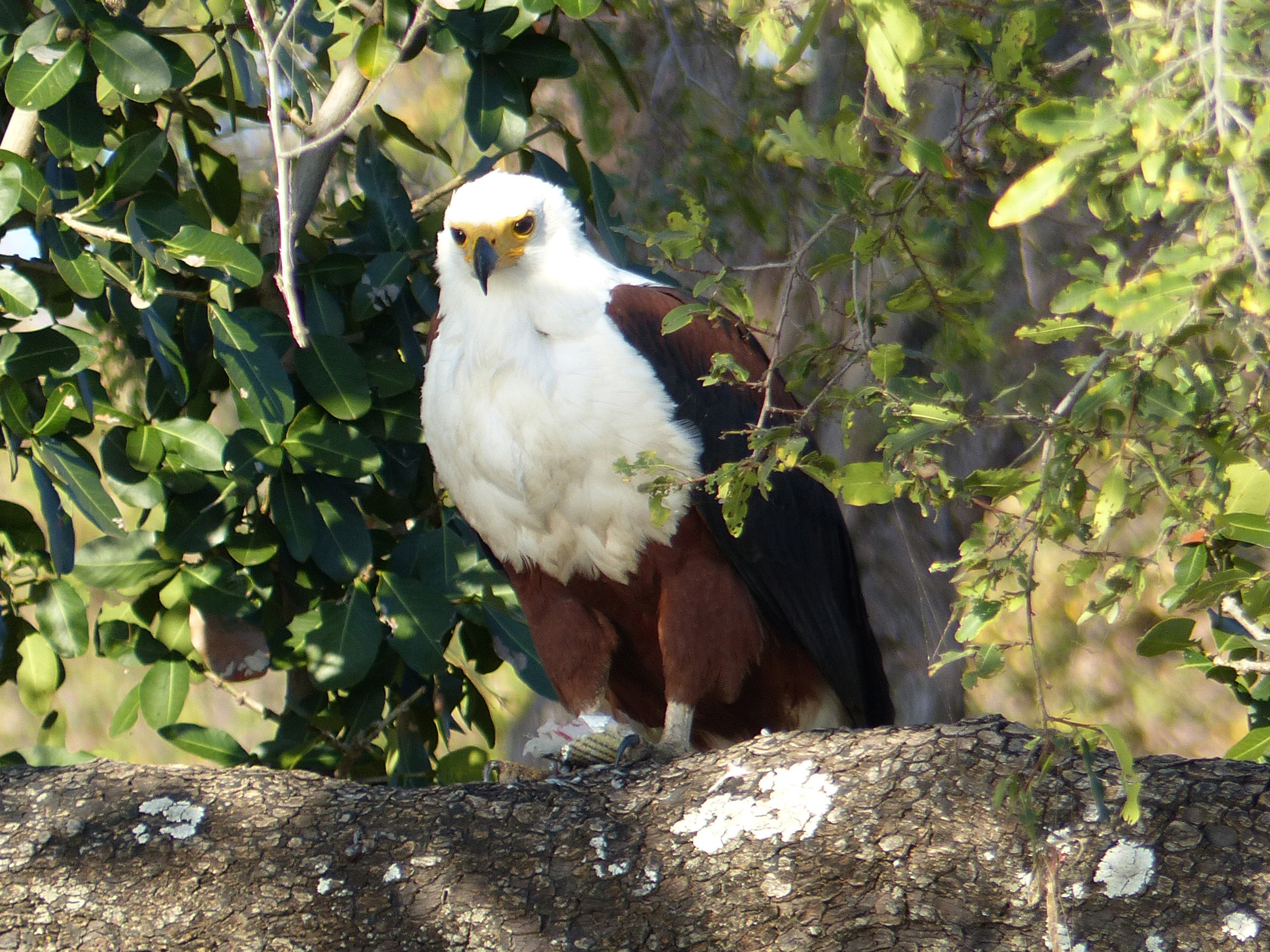 African fish eagle