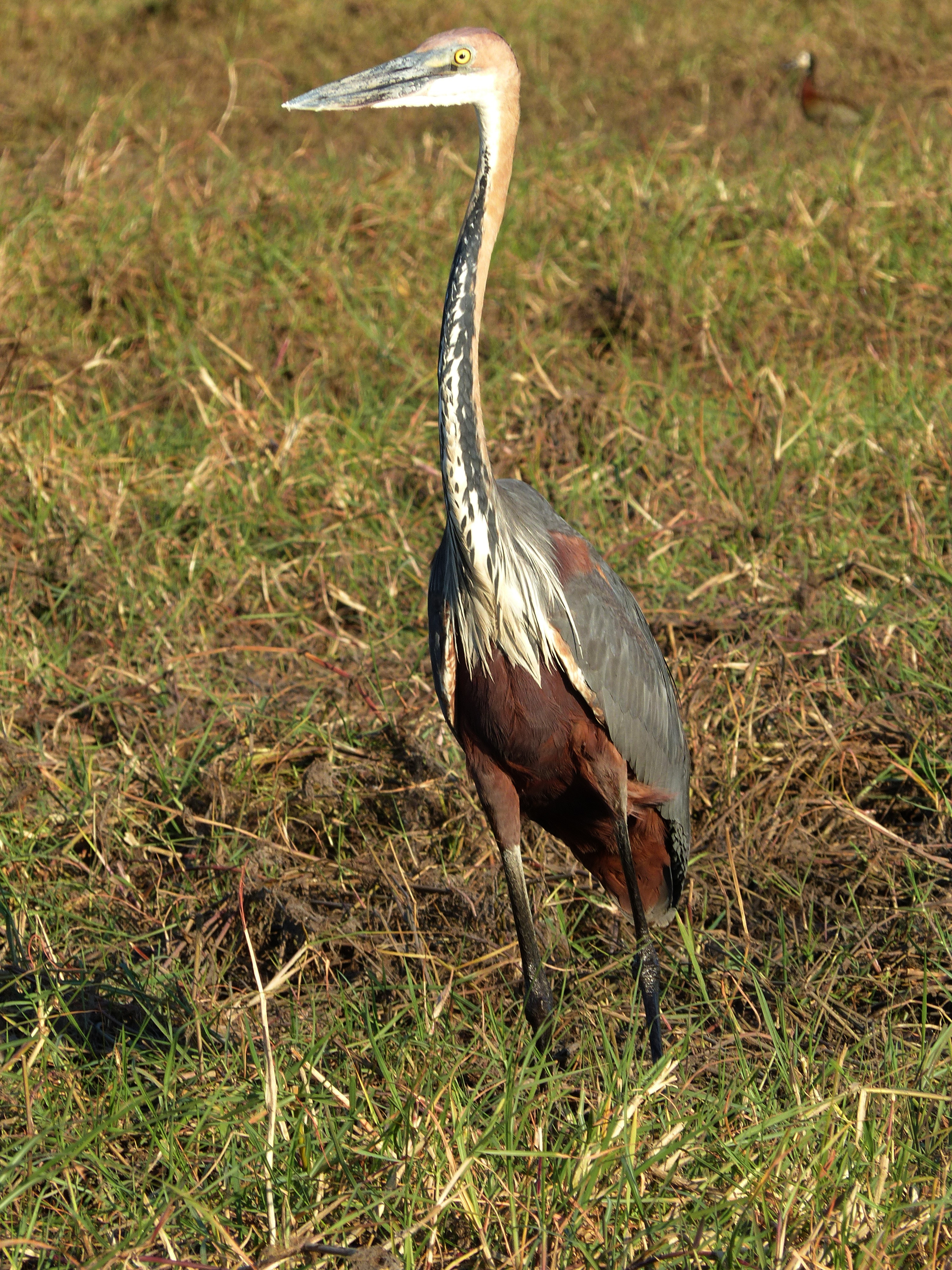 goliath heron