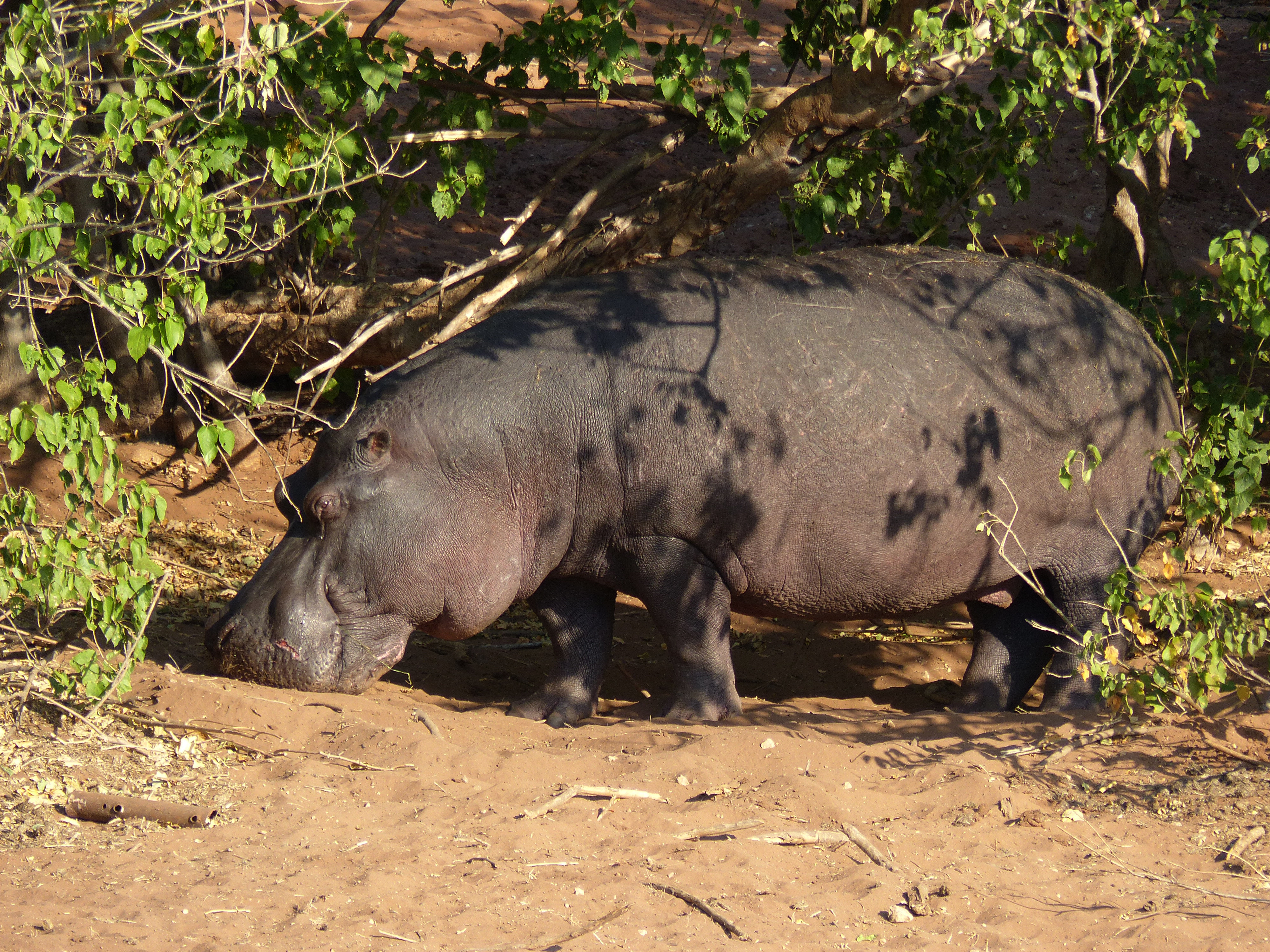 hippopotamus