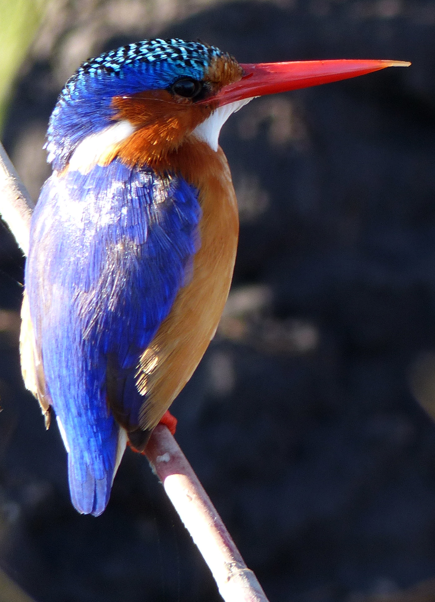 malachite kingfisher