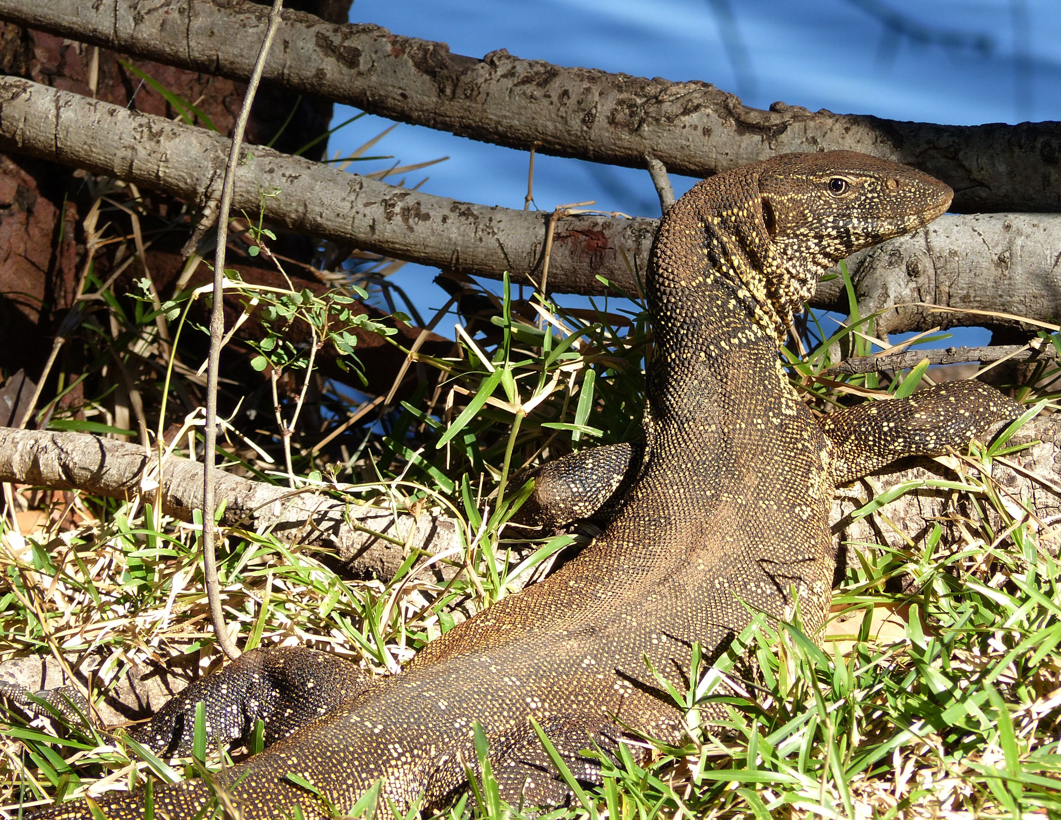 monitor lizard