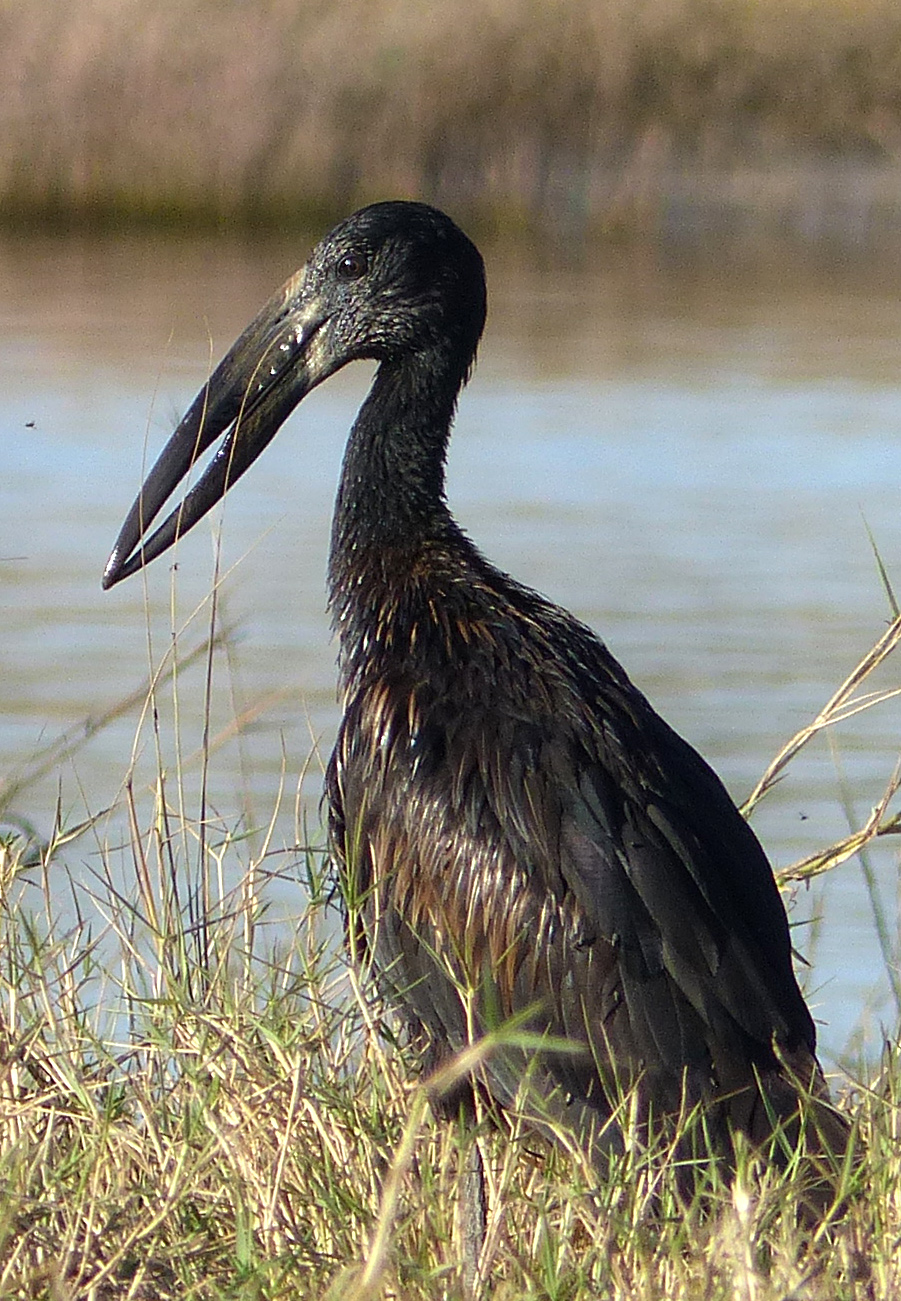 openbilled stork
