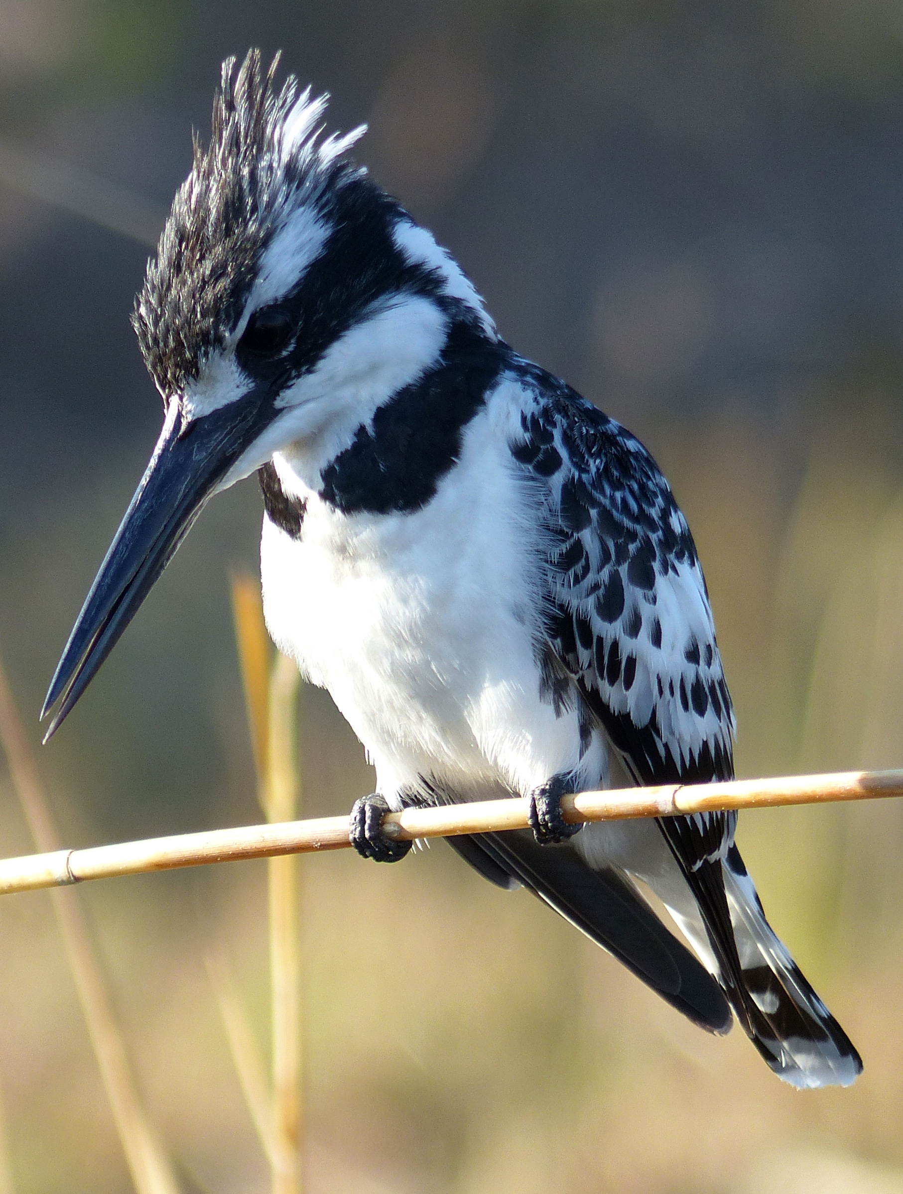 pied kingfisher