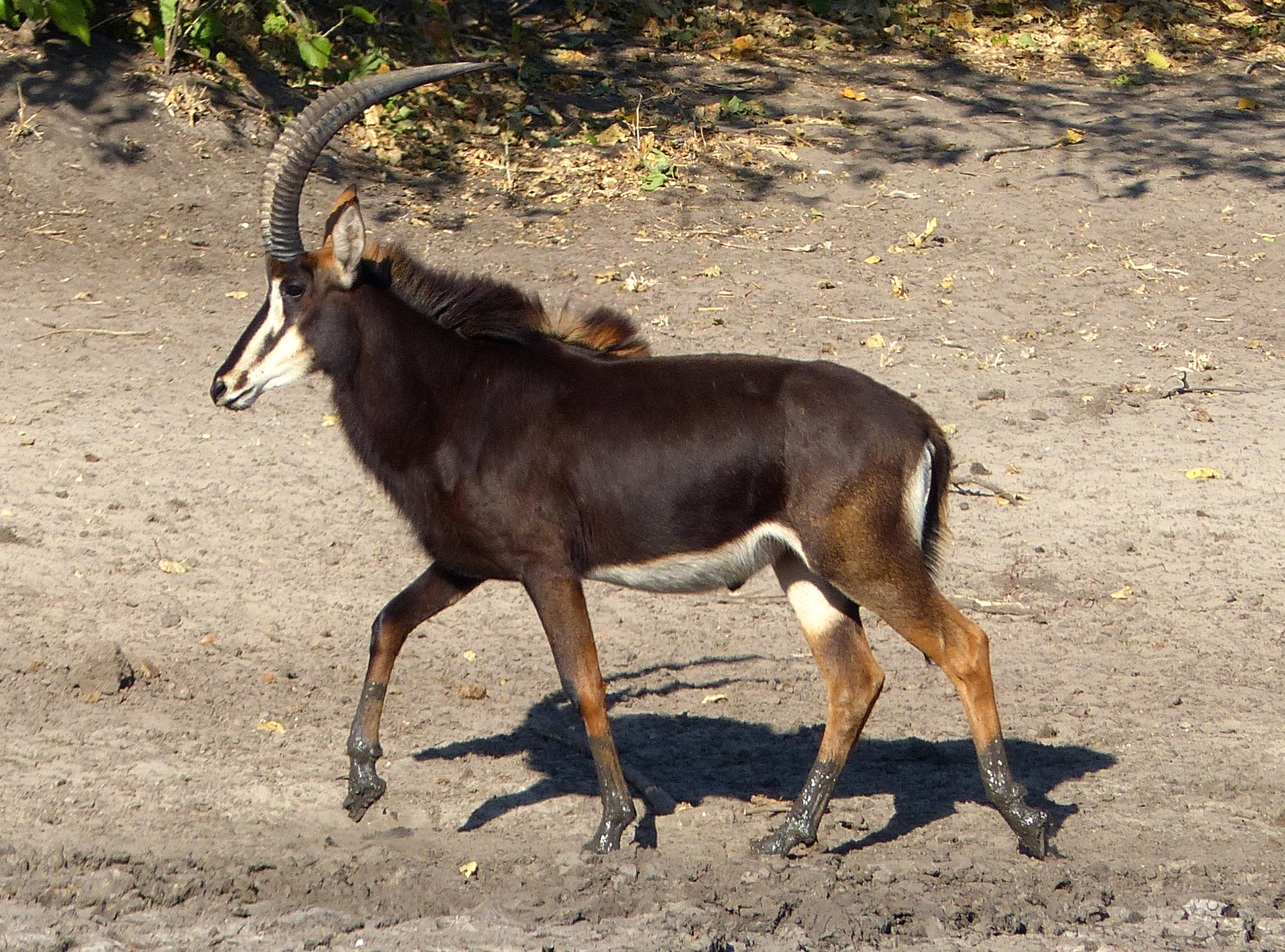 sable antelope