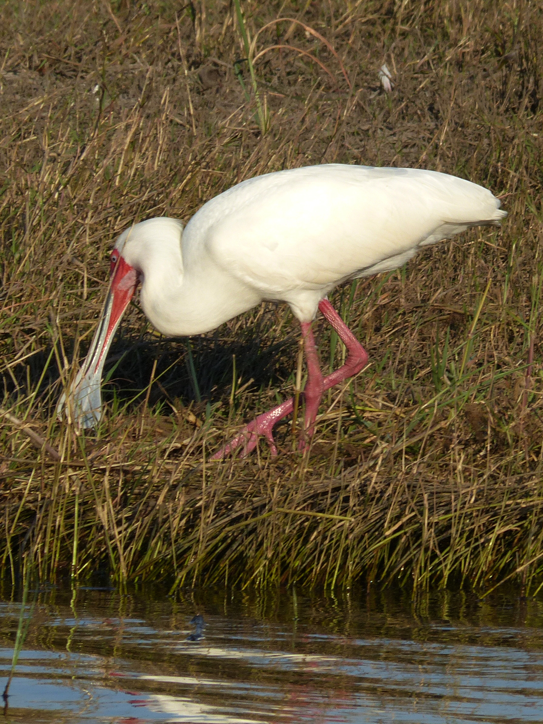 spoonbill