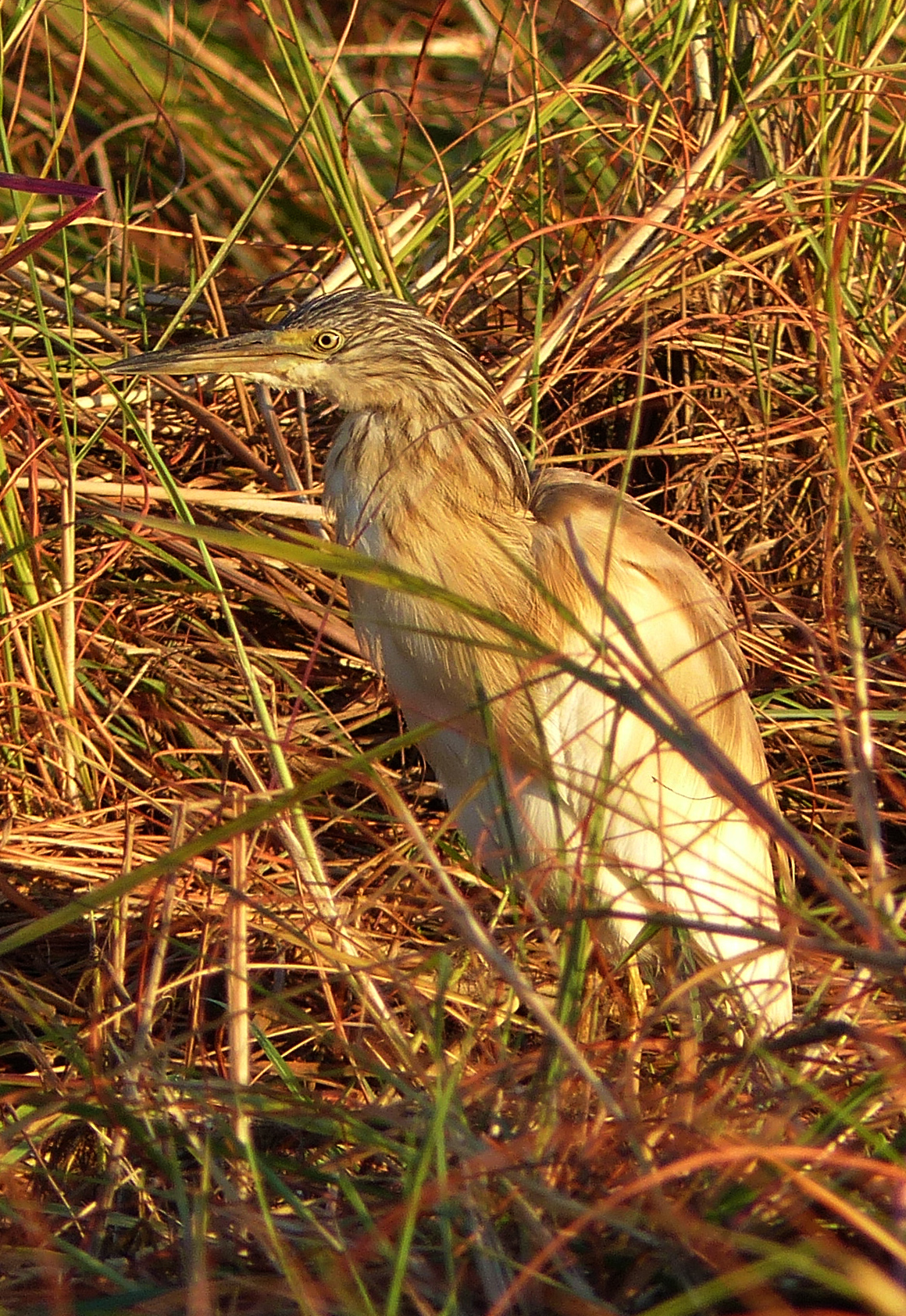 squacco heron