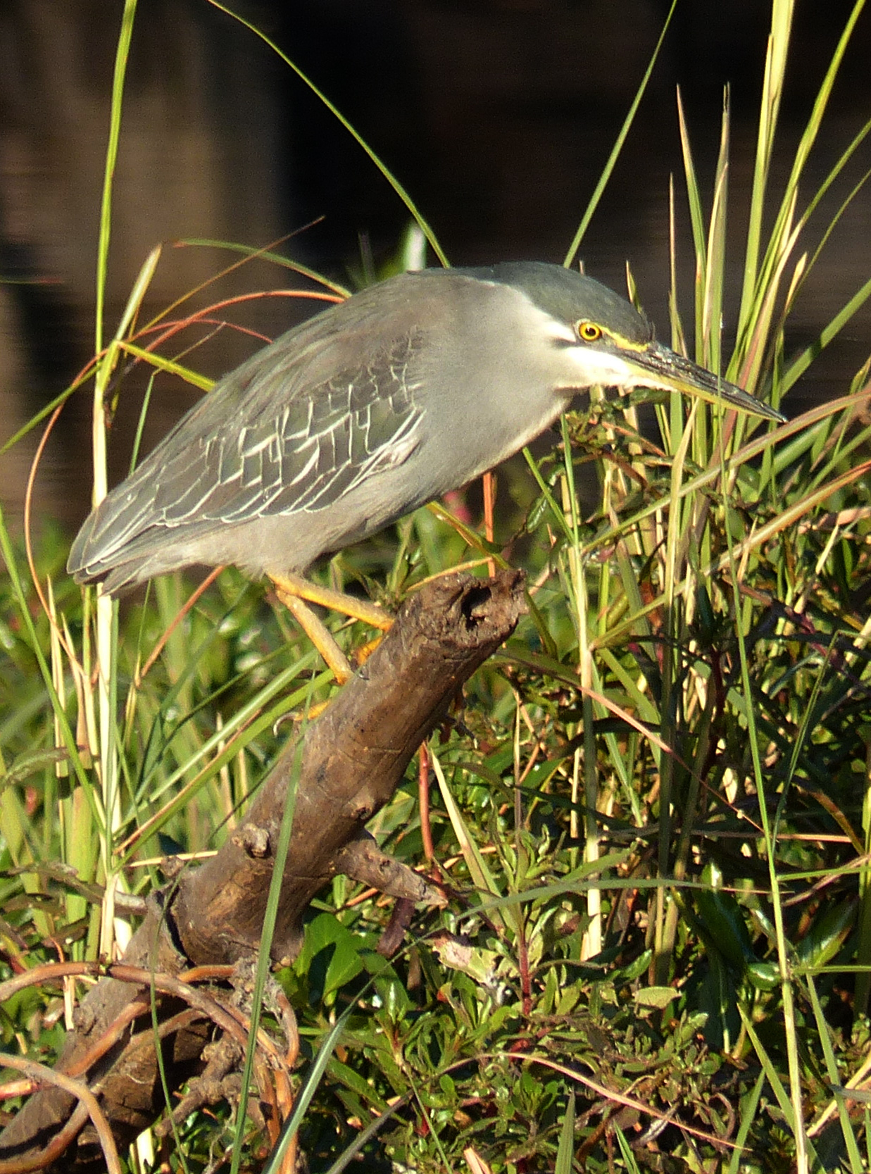 immature squacco heron
