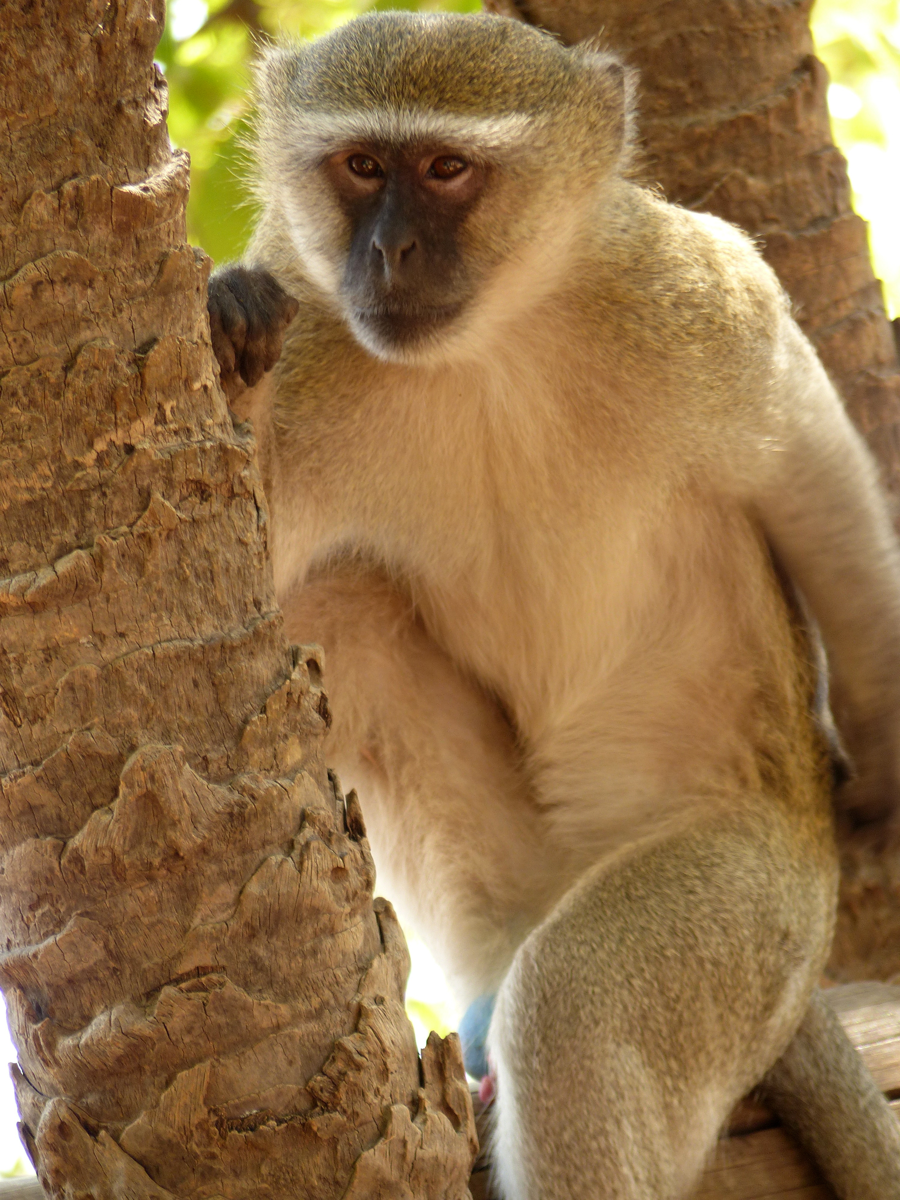 vervet monkey