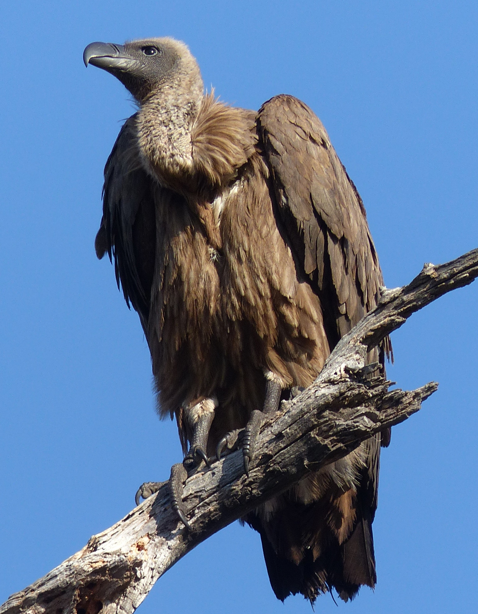 whitebacked vulture