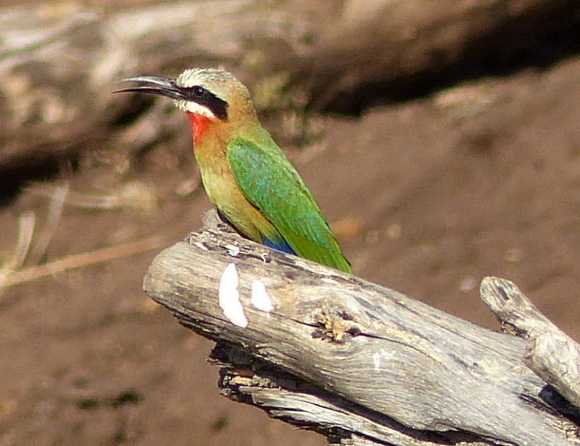 whitefronted bee-eater