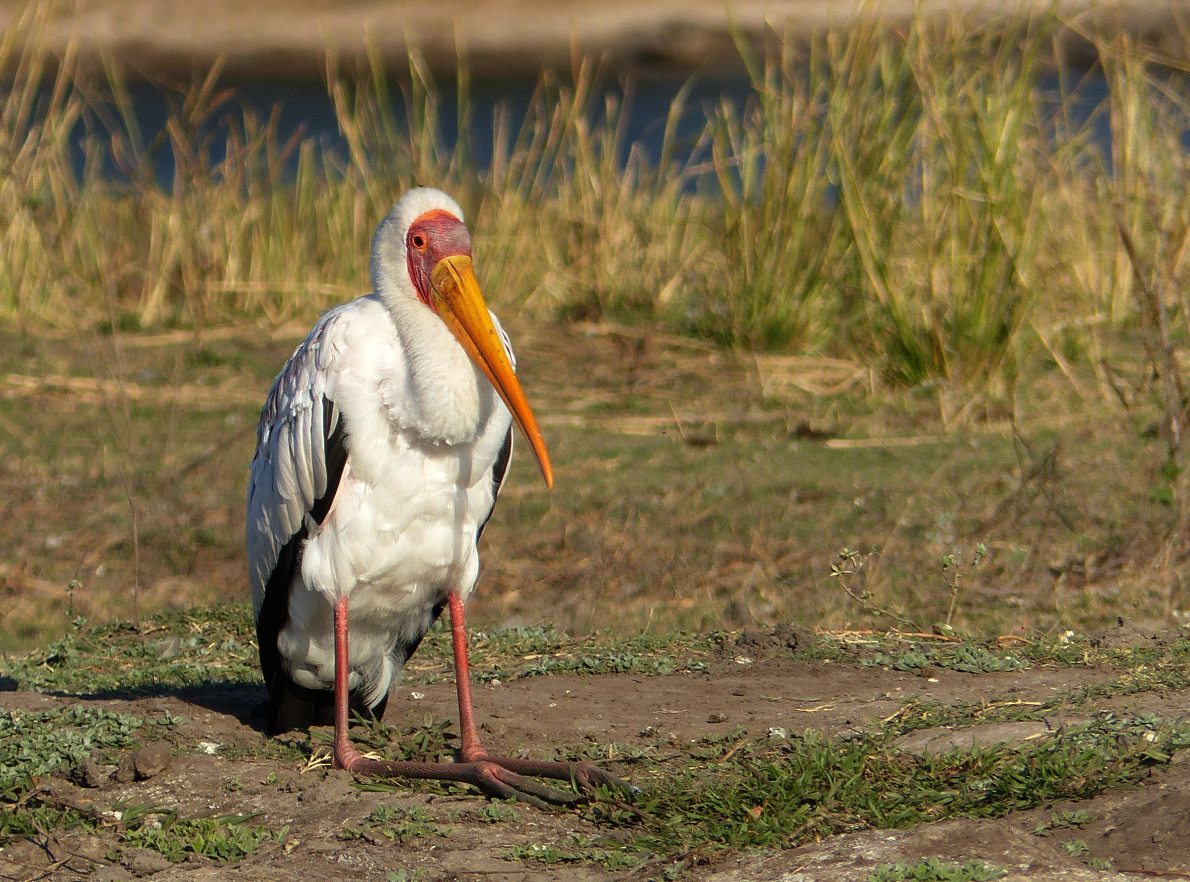 yellowbilled stork