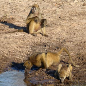 Chacma baboon