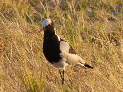 blacksmith plover