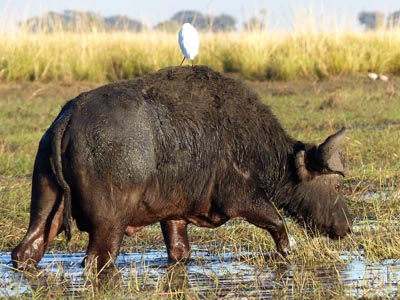 Cape buffalo