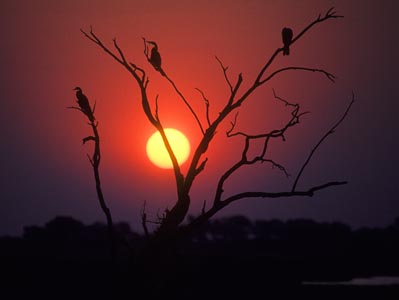 Chobe sunset
