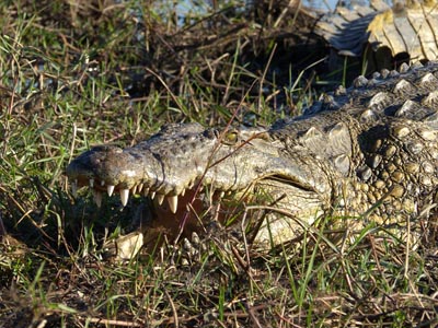 Nile crocodile