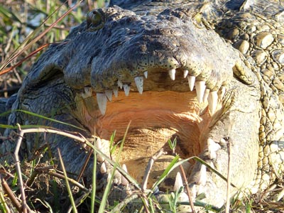 Nile crocodile