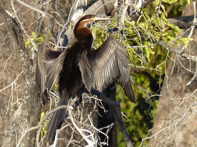 darter
