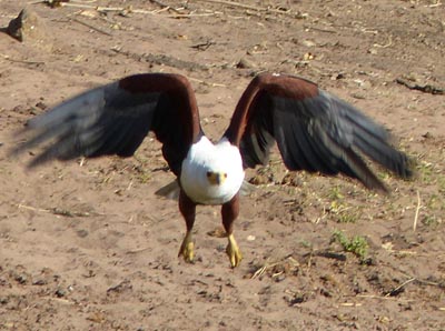 African fish eagle