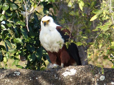 African fish eagle