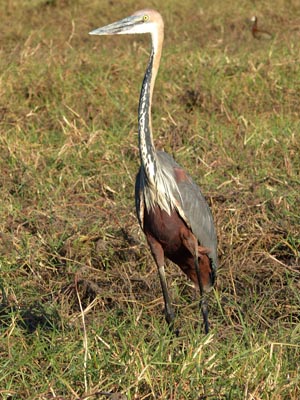 goliath heron