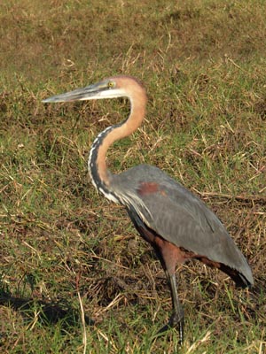 goliath heron